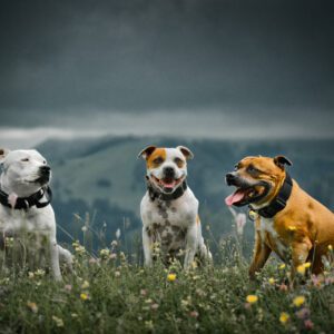 Photographie de vos animaux de compagnie